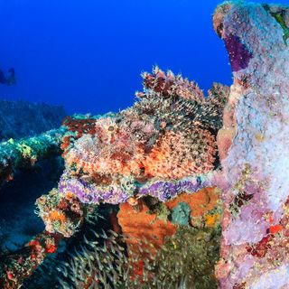 scorpionfish