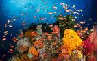 coral garden