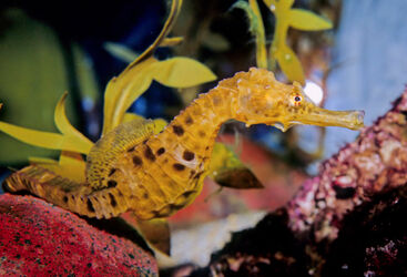 Muck diving Belize