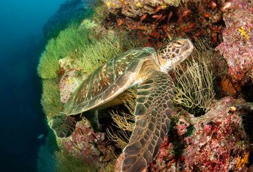 Turtle in Galapagos