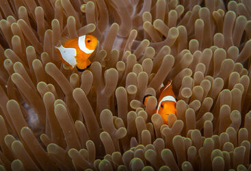 Clown Fish