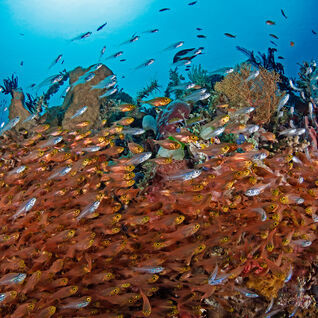 Fish on Reef