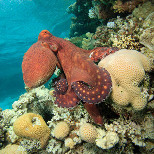 Octopus