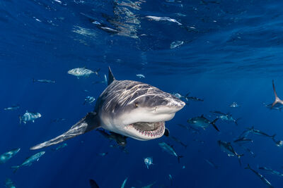 Bull Shark