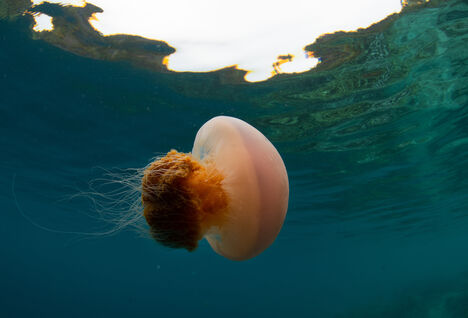 Jellyfish