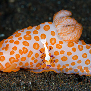 Nudibranch & shrimp
