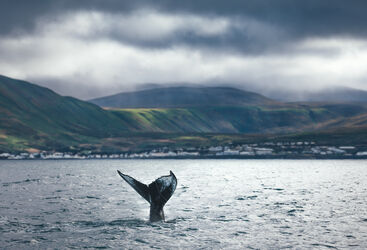 whale fluke