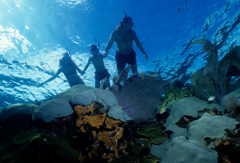 snorkellers