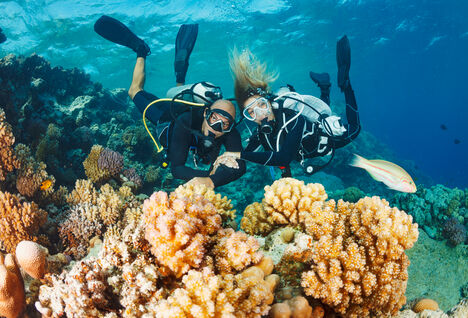 Dive Buddies