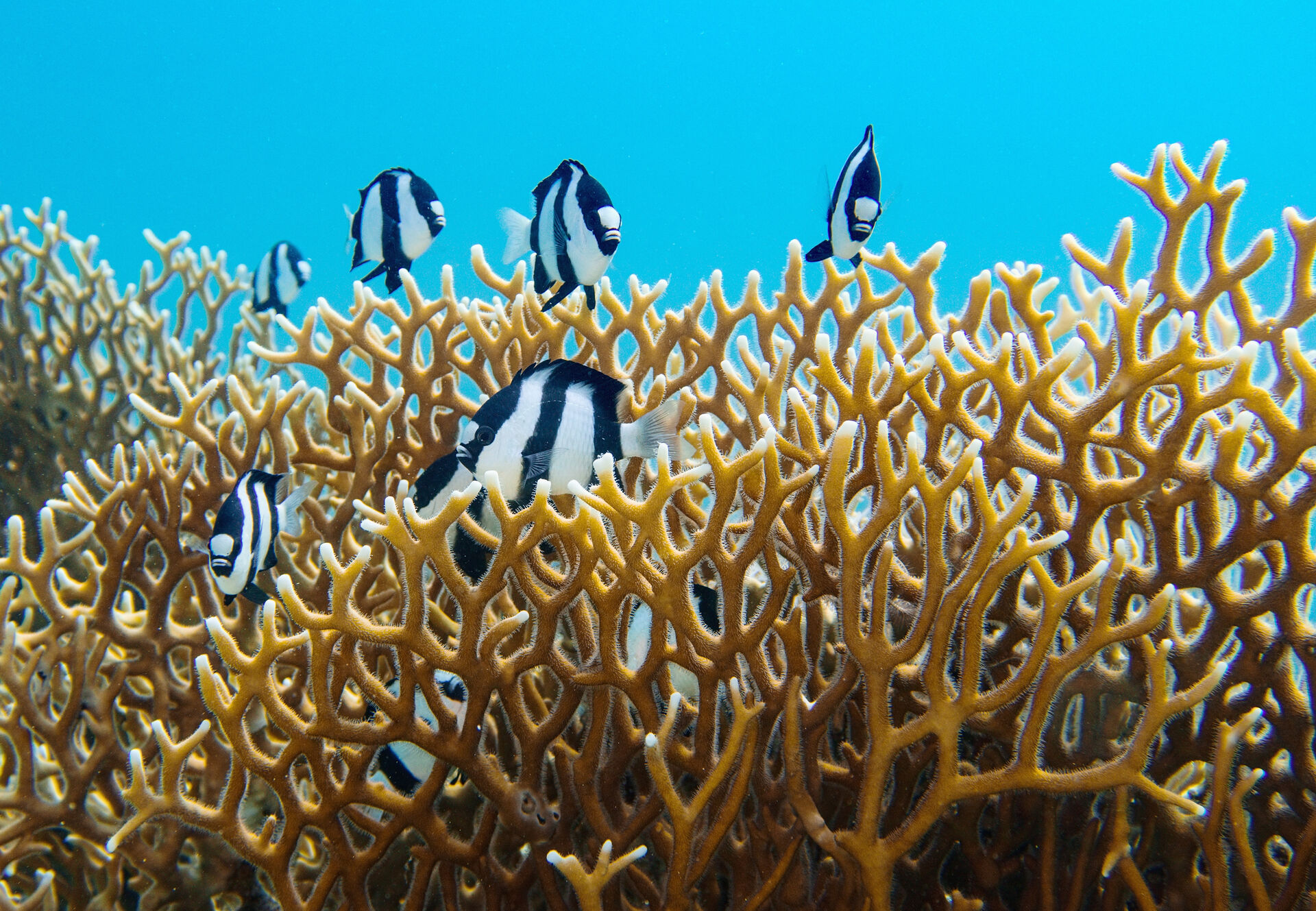 Fire Coral and Humbug dascylus fish