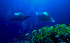 oblu helengeli diving