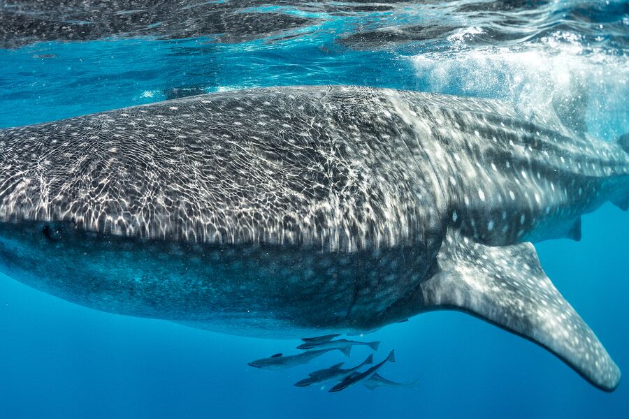 close underwater image of a whale shark swimming at the water surface