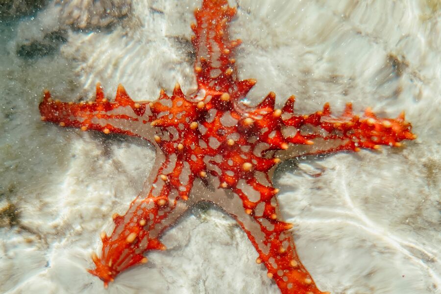 Photo of a red star fish in shallow clear waters resting on sand