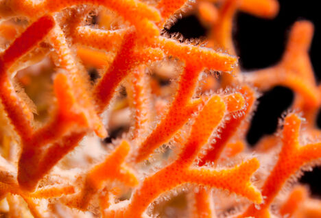 coral fragment
