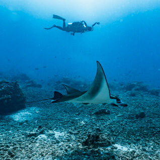 Komodo Diving